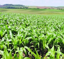 Chuva Afeta Preo de Produto Agropecurio